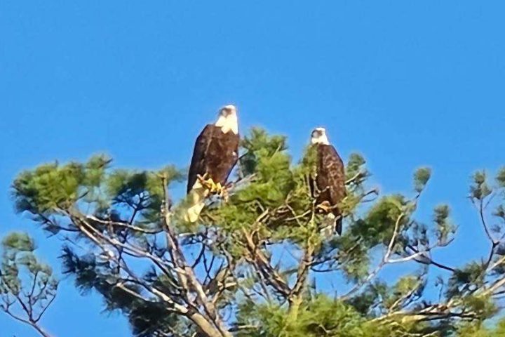 Two bald eagles perched atop a pine tree against a clear blue sky.