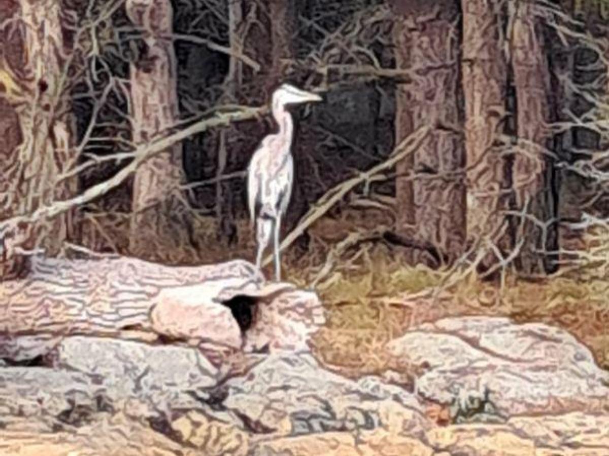 A heron standing on rocks near a forested area.