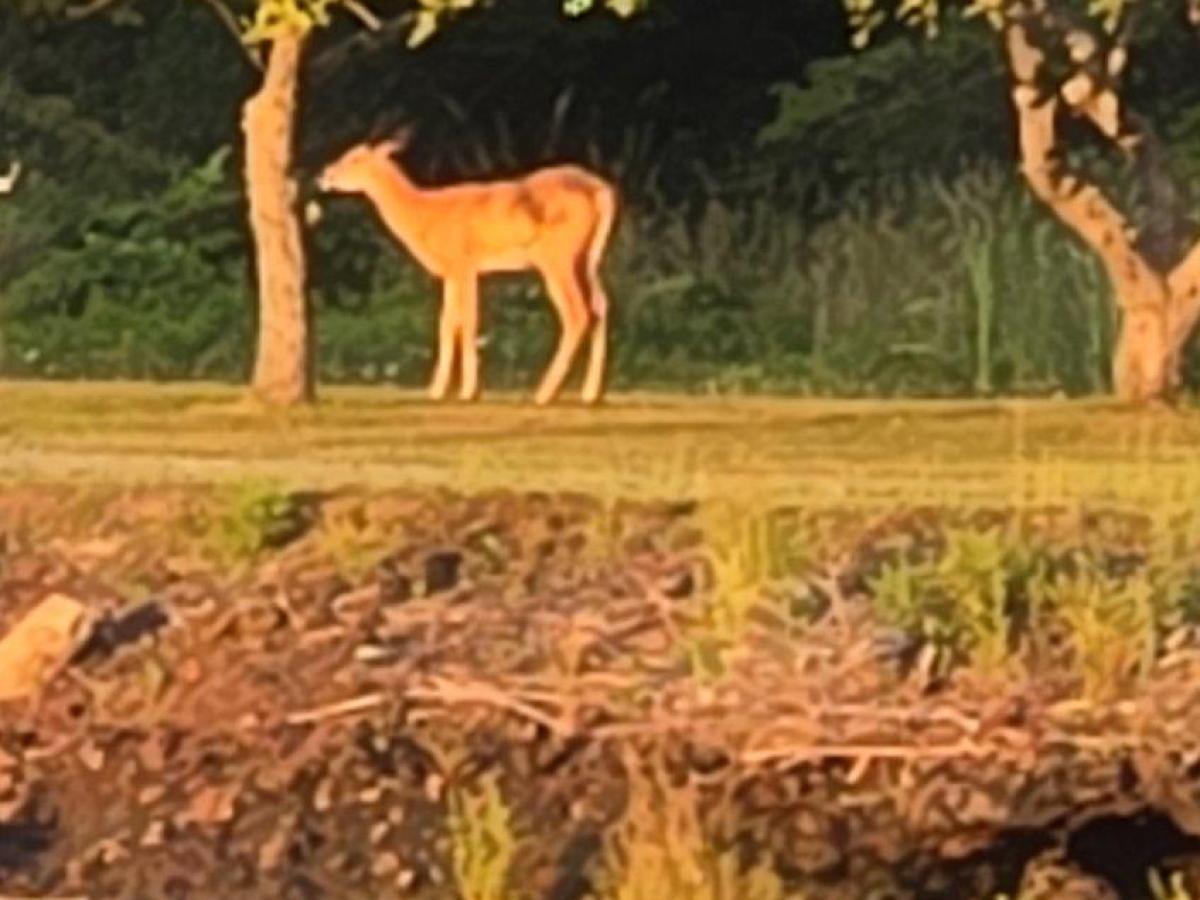 Deer standing under trees near a wooden dock by the water.