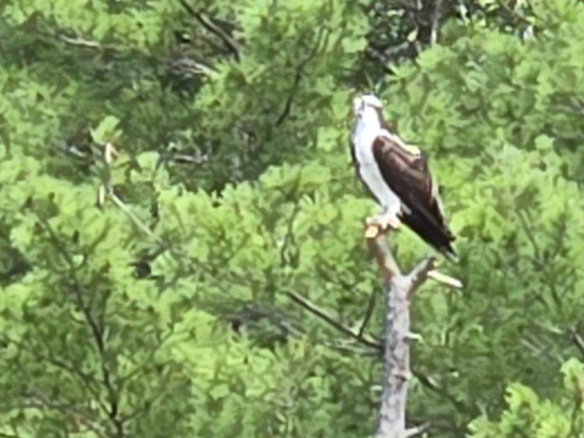 Bird perched on a branch against a background of green foliage.