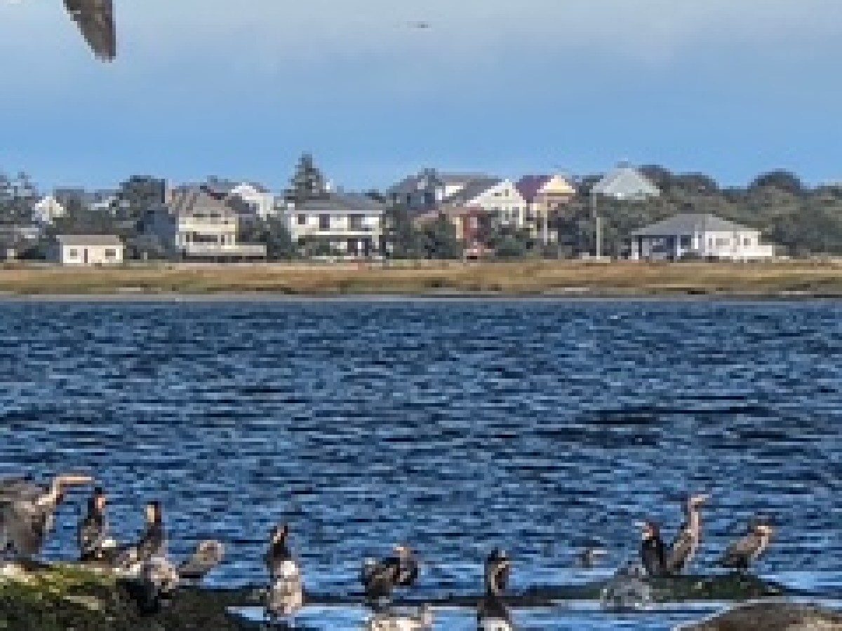 Seals and birds on rocks by the sea with houses in the background.