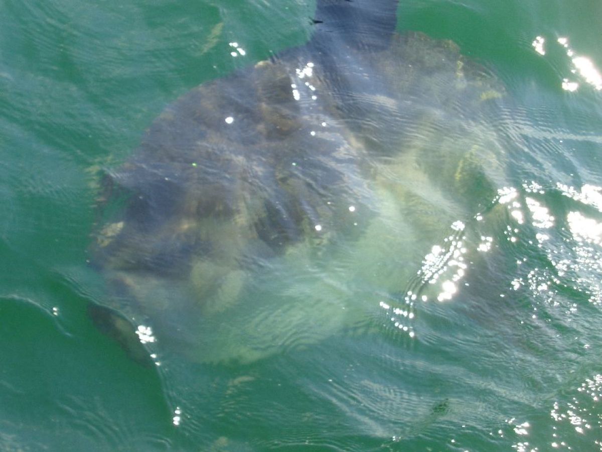 Large fish partially submerged in green water with sunlight reflections.
