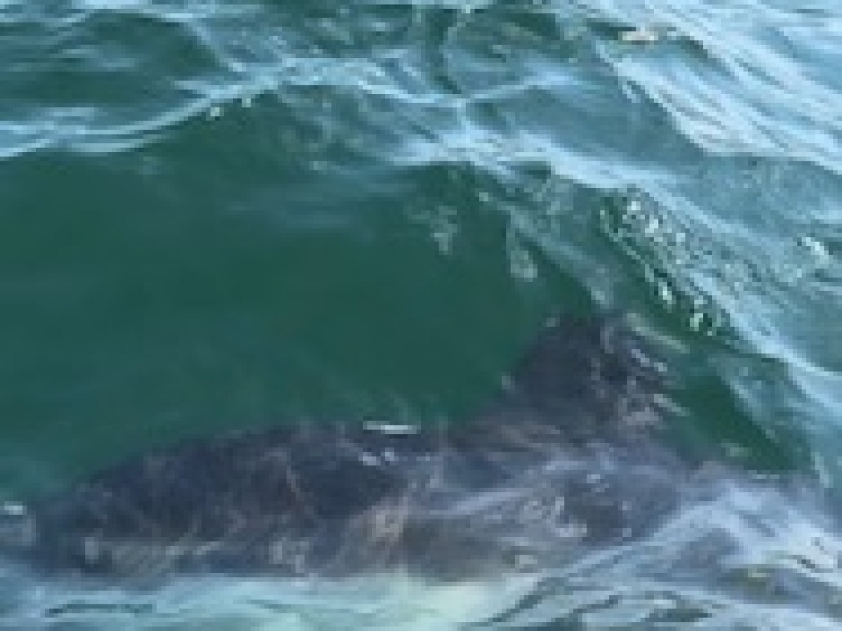 Shark swimming near the surface in green ocean water.