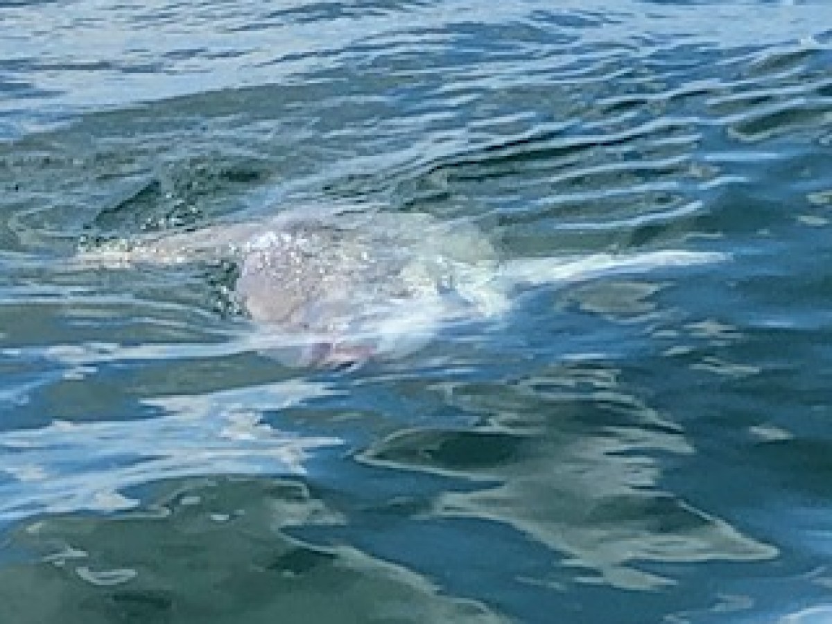 A jellyfish floating near the surface of the ocean water.
