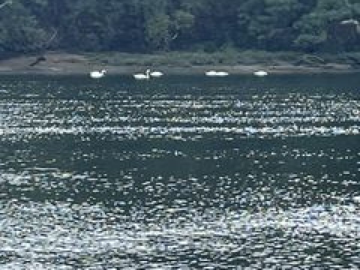 Five swans swimming near a forested riverbank.